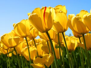 tulipes