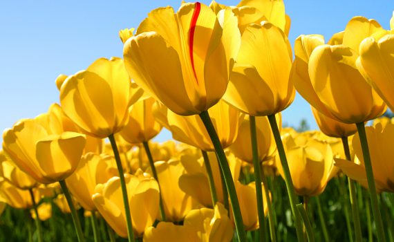 tulipes